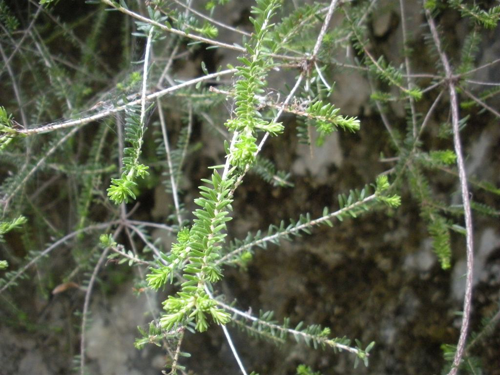 Erica terminalis / Erica tirrenica